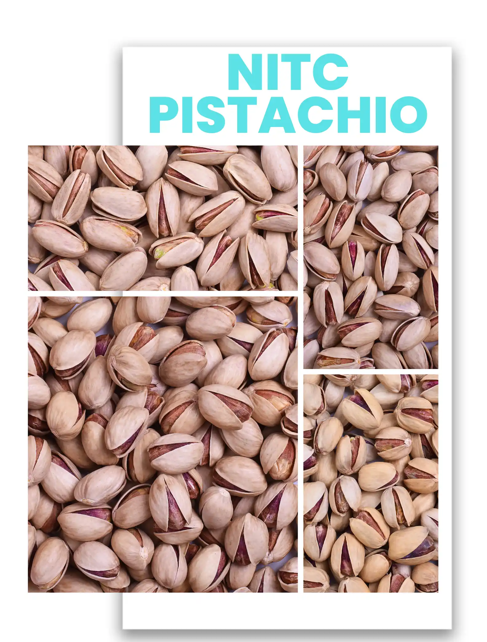 NITC in-shell pistachio verities for export