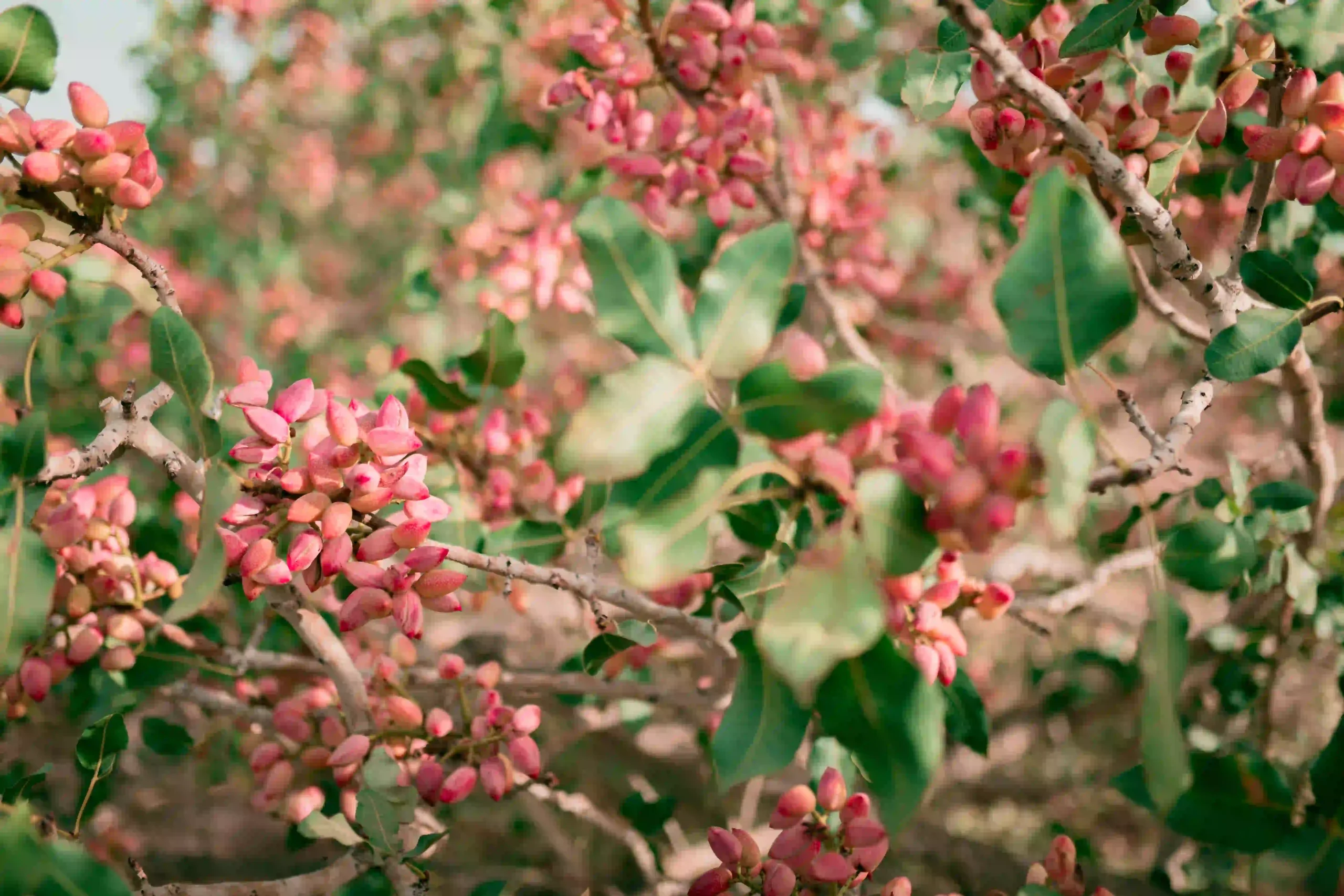 NITC Badami pistachio in Badami orchard